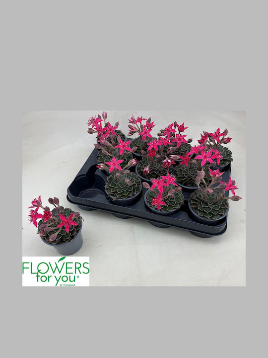 Γραπτοπέταλο Graptopetalum Bellum + Flowers Γραπτοπέταλο Graptopetalum Bellum + Flowers