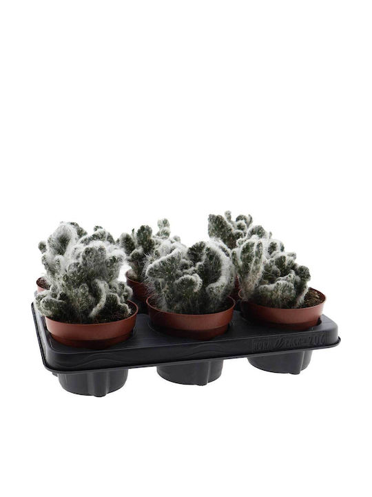 Opuntia Vestita Cristata 12cm Opuntia Vestita Cristata 12cm