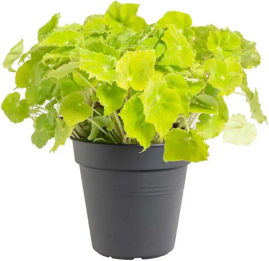 Βιγόνια Begonia Beleaf Lima Love