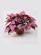 Βιγόνια Begonia Indian Summer