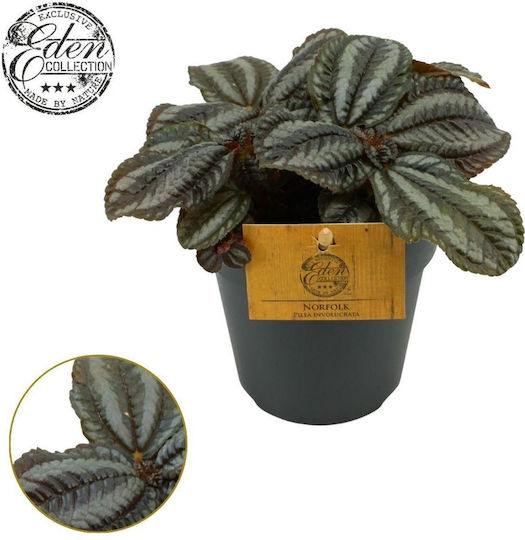 Πιλέα Pilea Norfolk
