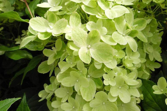 Hydrangea 'graffiti' 3lt Hydrangea 'graffiti' 3lt