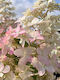 Hydrangea Confetti 3lt