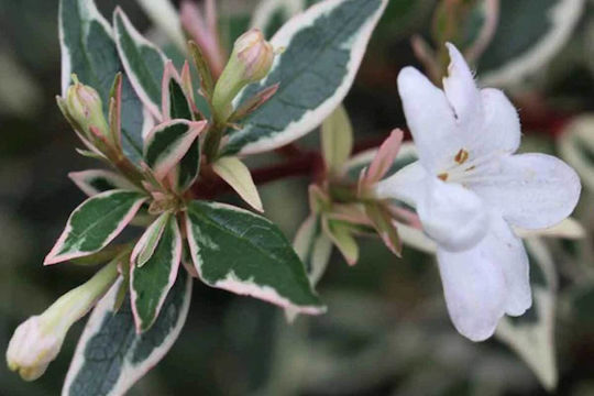 Abelia Chinensis 'variegata' 3lt