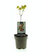 Walnussbaum Juglans Regia