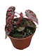 Βιγόνια Begonia Pink Lady