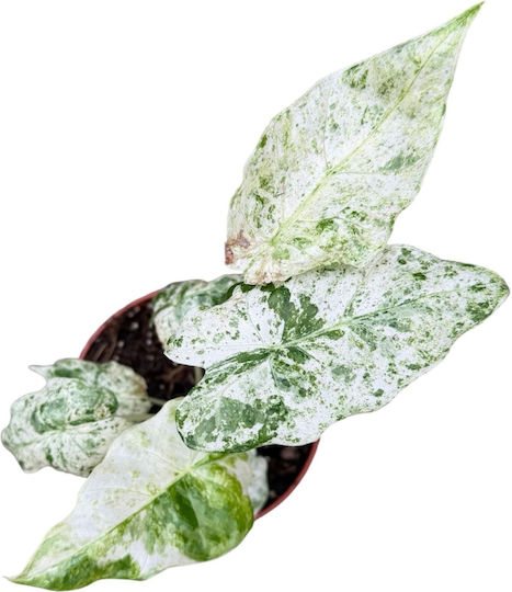 Alocasia Odora Variegata Batik