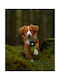 Φωτάκι Orbiloc Dog Dual Green