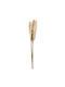 Natural Pampas Grass 120cm Bouquet 5 Pcs