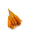 Mini Pampas Grass Orange
