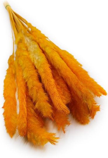 Mini Pampas Grass Orange