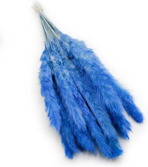 Mini Pampasgras Blau