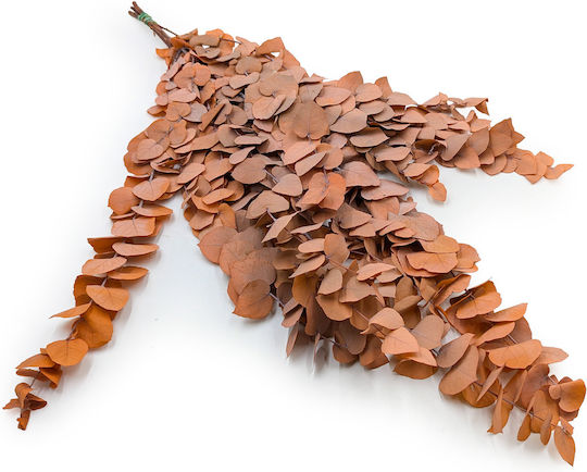 Stabilized Eucalyptus Stuartiana Orange