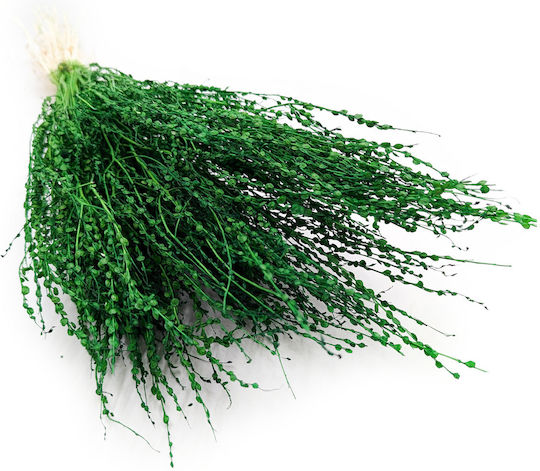 Lepidium Lepidium Sativum Green