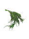 Stabilized Amaranth Green Amaranth