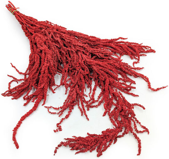 Stabilisierter Roter Amaranth