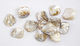 Shell Decoration Pieces 100pcs 0326.14898