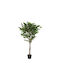 Διακοσμητικό Τεχνητό Φυτό Ficus Φ72x120cm Kaemingk Km-899837
