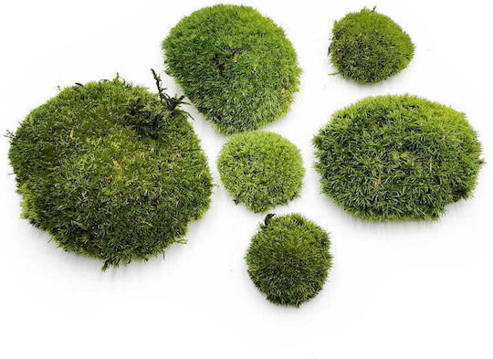 Moss Cushion Dark Green Natural 0.1m² 40x25cm France