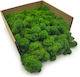 Moss Reindeer Lichen Finnish Cleaned Forest Green 500g Net