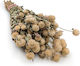 Dried Globe Amaranth Globe Everlasting White