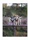 Осветено Orbiloc Dog Dual Червено
