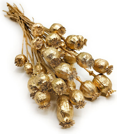 Dried Poppy Head Papaver Gold