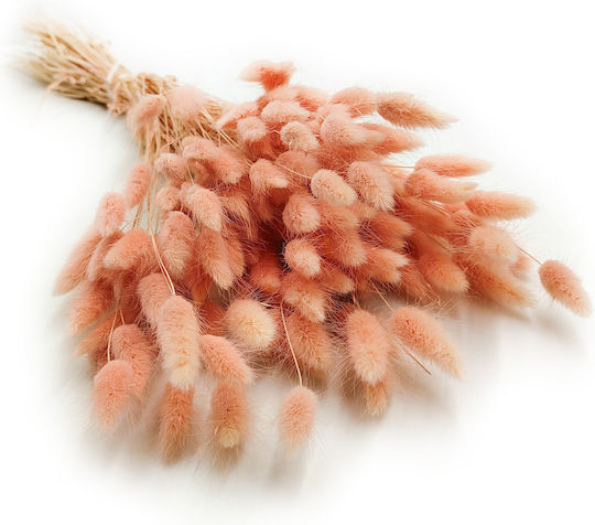 Dried Lagurus Oval Hare's-tail Salmon