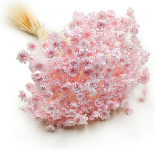 Glixia Getrocknete Gliksja Comanthera Licht Rosa