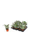 Calathea 'White Fusion' 7см