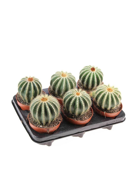 Notocactus Magnificus 10.5cm Notocactus Magnificus 10.5cm