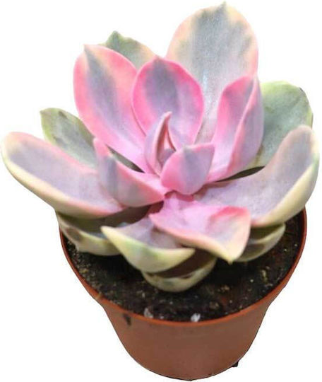 Echeveria Regenbogen 8,5cm