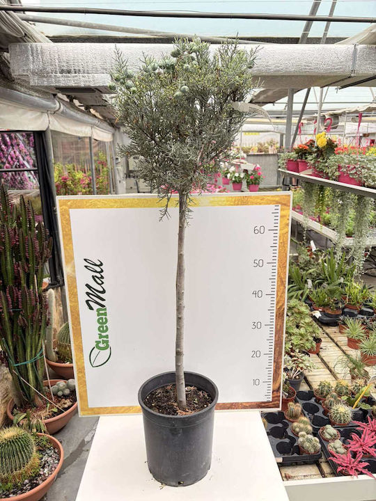 Cupressus Arizonica Stamm Cupressus Arizonica Stamm