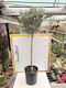 Cupressus Arizonica Stamm