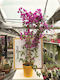 Βουκαμβίλια Bougainvillea Dania Bamboo Piramide Colour Pinky