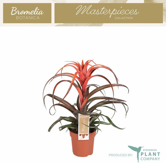 Tillandsia Capitata Hermosa