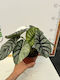 Alocasia Silver Dragon С Многоцветни Листа