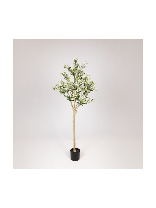 Outdoor Olive Tree