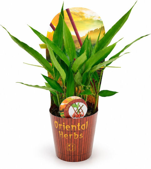 Ghimbir Thailandez Alpinia Galanga 12 Cm