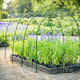 U-shaped Pvc Plant Stake H60cm