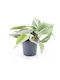 Φιλόδενδρο Philodendron Rio Gabriella