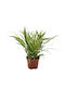 Spider Plant Chlorophytum Com Vittatum