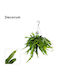 Epiphyllum Pumilum In Hanging Pot