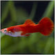 Guppy Male Red Blonde 3.5cm