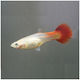 Guppy Female Red Blonde 3.5cm