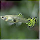 Guppy Weiblich Grüne Cobra 2-2,5cm