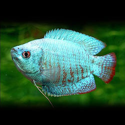 Pești De Acvariu Vii Lf Asian Gourami Colisa Lalia Cobalt Mascul 6 Cm