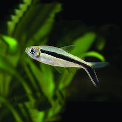 Pești De Acvariu Vii Pinguini Tetra Amazon Mini Penguin Tetra Thayeria Boehlkei 3cm