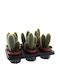 Vatricania Guentheri 12cm