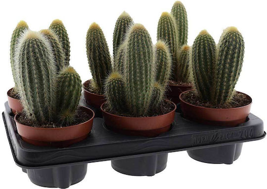 Vatricania Guentheri 12cm